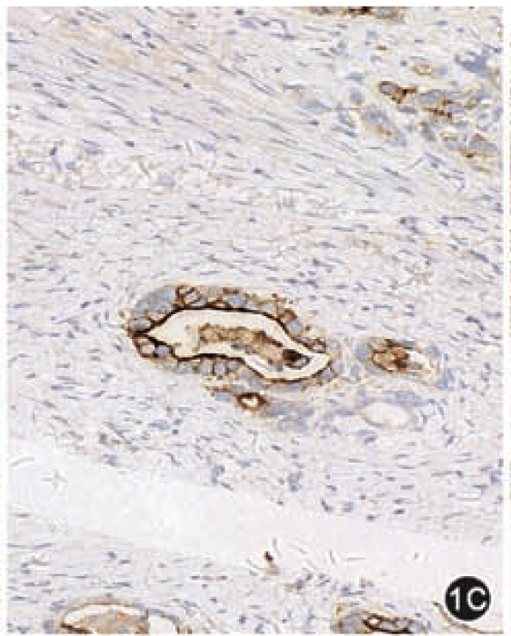 9888À˹ά¼Ó˹(¹É·Ý)ÓÐÏÞ¹«Ë¾-¹Ù·½ÍøÕ¾